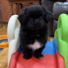 Tibetan Spaniel Puppies from Sterling Tibbies