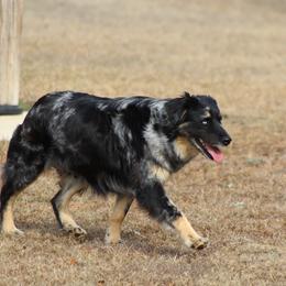 Dax - Australian Shepherd