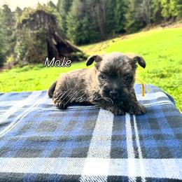West Coast Yellow Collar - Brindle male Cairn Terrier puppy in Naselle, Washington from West Coast Cairn Terriers