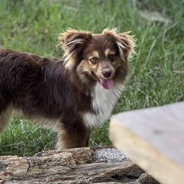 Booker T - Toy Australian Shepherd