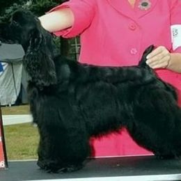 Cocker Spaniel and Shih Tzu All Grown Up from Newsong Cockers & Shih Tzu