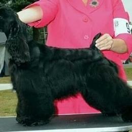 Cocker Spaniel and Shih Tzu All Grown Up from Newsong Cockers & Shih Tzu