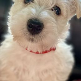 Scottish Terrier Puppies from Jaleh Armstrong