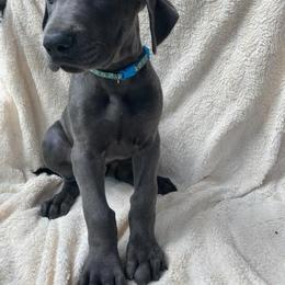 Great Dane Puppies from De Leon Danes
