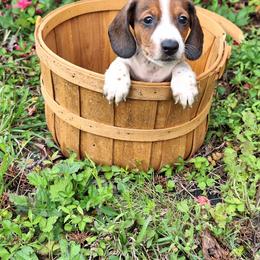 Zach - Piebald male Dachshund puppy in Liberty, North Carolina from Heavenly Doxies