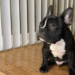 French Bulldog Puppies from French OG Los Ángeles
