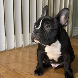 French Bulldog Puppies from French OG Los Ángeles