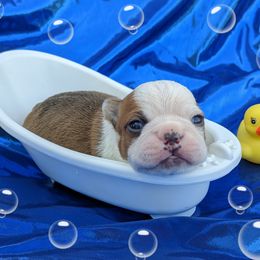 Boy 4 - Seal and white male Boston Terrier puppy in Perry, Oklahoma from Sitsler Bostons