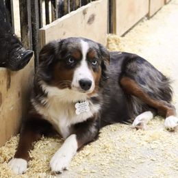 Penny - Australian Shepherd