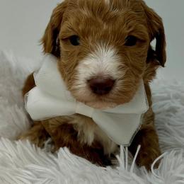 White Male - Apricot male Goldendoodle puppy in Great Falls, Montana from Montana Goldendoodles