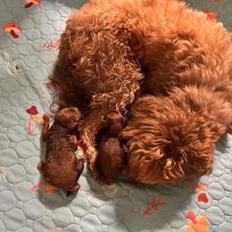 No collar - Red  male Goldendoodle puppy in North Carolina from Lynes of Doodles