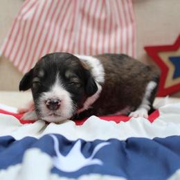 Shadow - Sable male Bordoodle puppy in Ashland, Ohio from Cherry Blossom Doodles