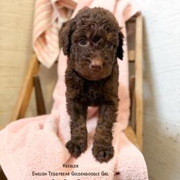Chocolate Keebler - Chocolate female Goldendoodle puppy in Grove, Oklahoma from Guinn Family Farms