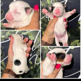 Oakley - Black & tan tri-color male Morkie puppy in Cleveland, Tennessee from Moody’s Morkies and More