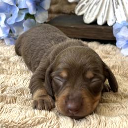 Sassafras AKC - Chocolate and tan female Dachshund puppy in Hendersonville, North Carolina from Snarky Doxy Miniature Dachshunds
