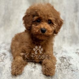 Jazz - Red  female Poodle puppy in Belleville, New Jersey from TK Poodles