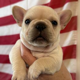 Mr Blue - Cream male French Bulldog puppy in Clinton, Tennessee from Summer Rose