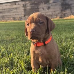 Vizsla puppies from CBJ Vizslas