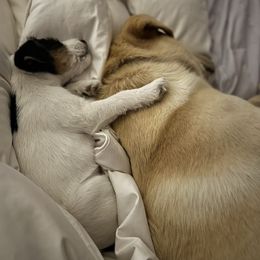 Russell Terrier Puppies from Acorn Ridge JRT