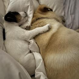 Russell Terrier Puppies from Acorn Ridge JRT