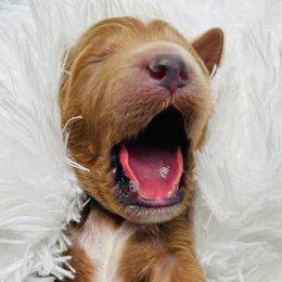 Sheepadoodles from Johnson's Doodles