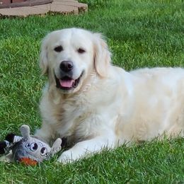 Betty - Golden Retriever