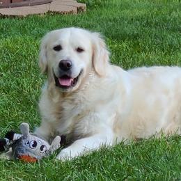 Betty - Golden Retriever