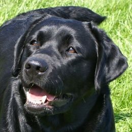 Labrador Retrievers from Branwood Labrador Retrievers