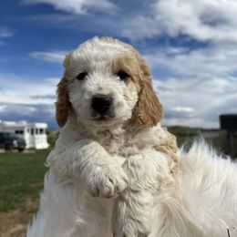 Goldendoodle Puppies from Bryce Valley Breeding