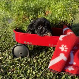 June Bug - Black and white female Shihpoo puppy in El Campo, Texas from Billy's Puppies