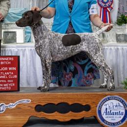 Truffles - German Shorthaired Pointer