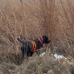 Wirehaired Pointing Griffon All Grown Up from Luther Smith