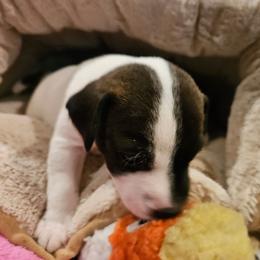 Ivy - Black and white female Jack Russell Terrier puppy in California from Kimberlite