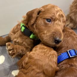 Lime green collar - Red  male Poodle puppy in San Benito, Texas from Irene's Poodles