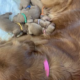 Boy 4 - male Golden Retriever puppy in Portland, Oregon from Joyfully Golden