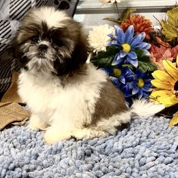 AKC Pooh - Tricolor male Shih Tzu puppy in Elgin, South Carolina from Silver Bells Paw Prints