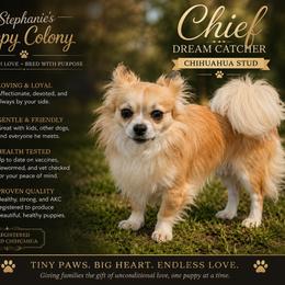 Chief - Chihuahua