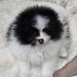 Buster - Black parti male Pomeranian puppy in Sanford, Florida from Serena's Poms