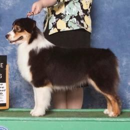 Australian Shepherd puppies from Timber Run Aussies