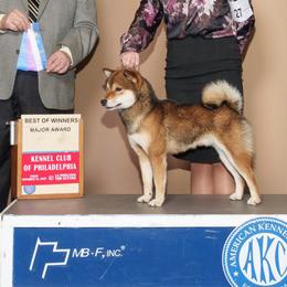 Zenki - Shiba Inu