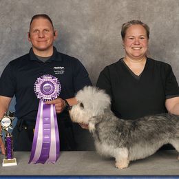 Dandie Dinmont Terriers from Laylow Kennel