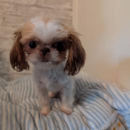 Alfie - Liver and white male Shih Tzu puppy in West Pawlet, Vermont from Morgan's Shih Tzus