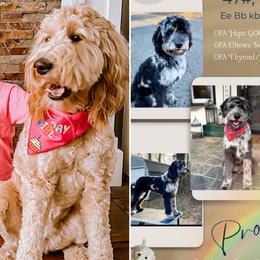 Goldendoodle puppies from Kava Kennels