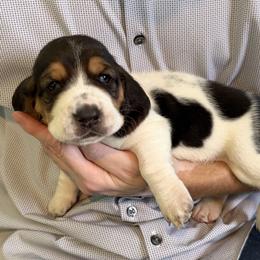 Basset Hound Puppies from Liberty Bassets