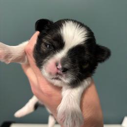 Linus - Brindle and white male Shih Tzu puppy in Springboro, Ohio from Shih Tzus of Springboro LLC.