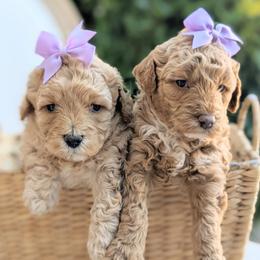 Aussiedoodle and Goldendoodle Puppies from Ever After Doodles Arizona