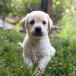 Sahara - Yellow female Labrador Retriever puppy in Sweet Home, Oregon from Snowpeak English Labradors