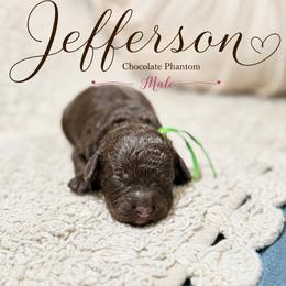 Jefferson - Chocolate male Australian Labradoodle puppy in Taylor, Michigan from Mi Best Doodle Ever, LLC