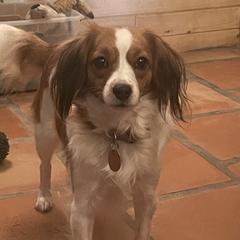 Porsha - Nederlandse Kooikerhondje