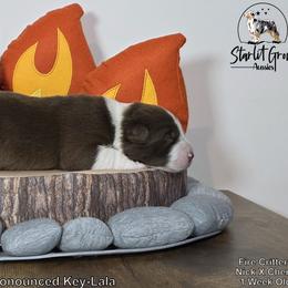 Australian Shepherd Puppies from Starlit Grove Australian Shepherds